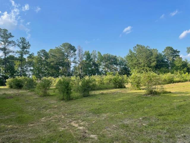 TRACT 9 TRACT 9 OF 620 GEORGE WISE RD, CARRIERE, MS 39426, photo 1 of 6