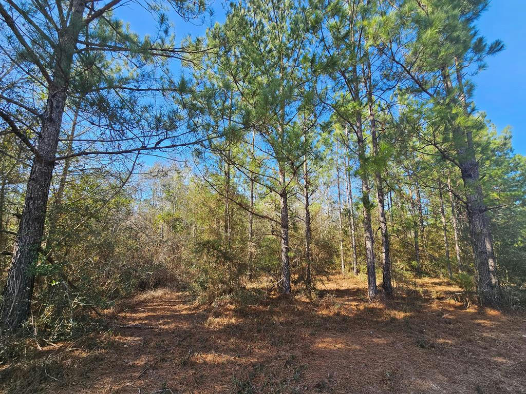 NHN PARCEL 5 REDFISH RD, POPLARVILLE, MS 39470, photo 1 of 4